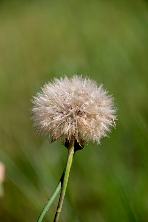 Close-Up Shot of a Dandelion Flower