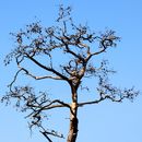 Free stock photo of alone, bark, blue sky
