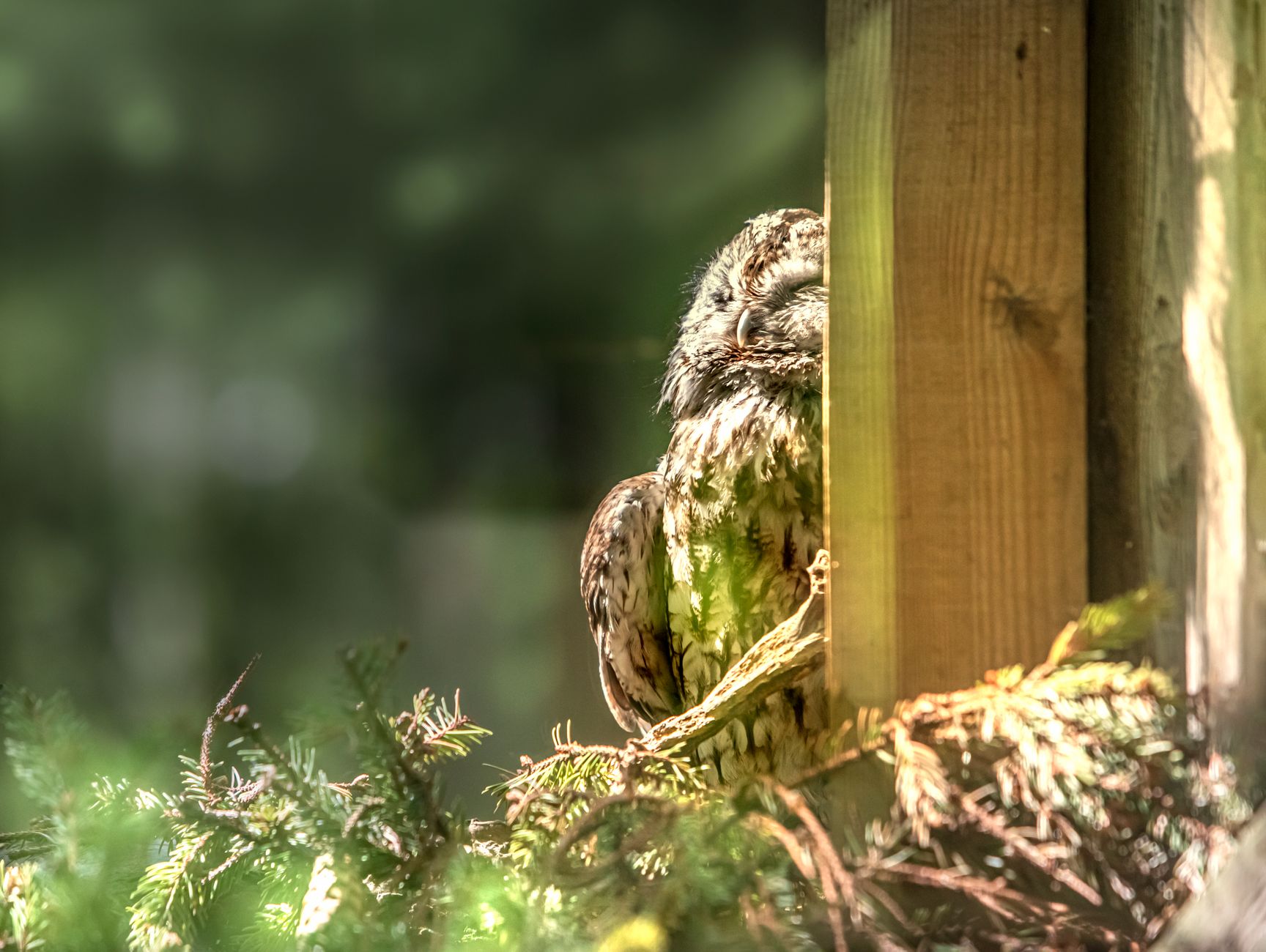 Tawny owl hooting at dusk