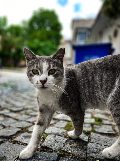 Free stock photo of cat, cats, catwalk Stock Photo