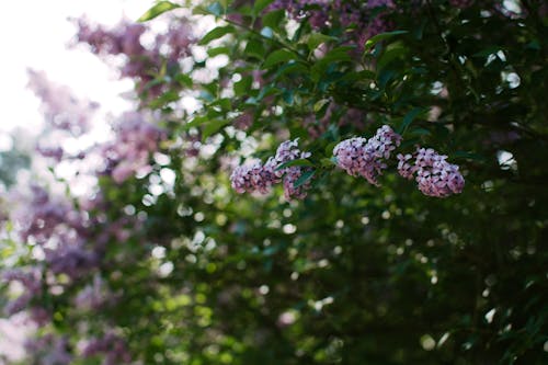 De franc Foto d'estoc gratuïta de florint, flors morades, jardí Foto d'estoc