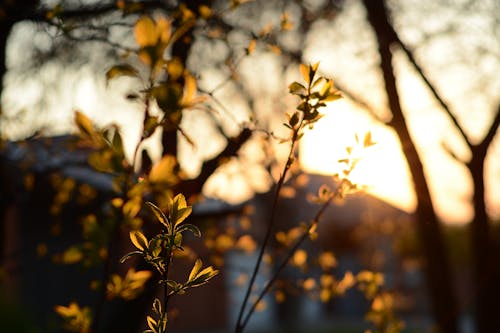 Silhouette of Leaves During Sunset