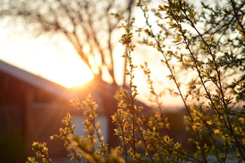 Silhouette of Plants During Sunset