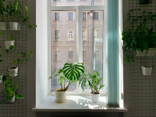 Plants near Window in Room