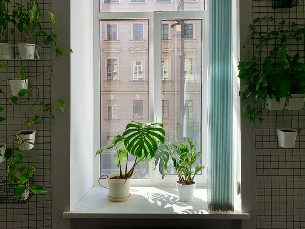 窓辺の植物と柔らかな光
