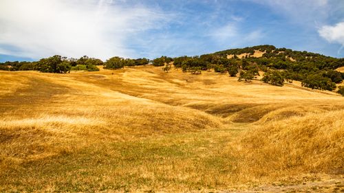 Free Expansive golden fields with trees against a blue sky, portraying serene countryside beauty. Stock Photo