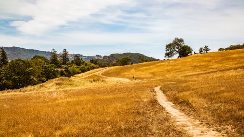 Free A tranquil pathway through a golden brown field under a clear sky. Stock Photo