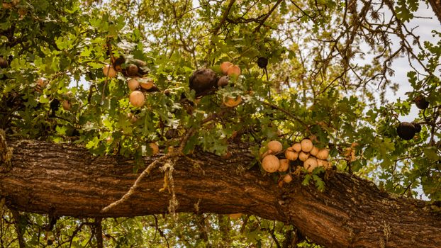 oak galls on branch