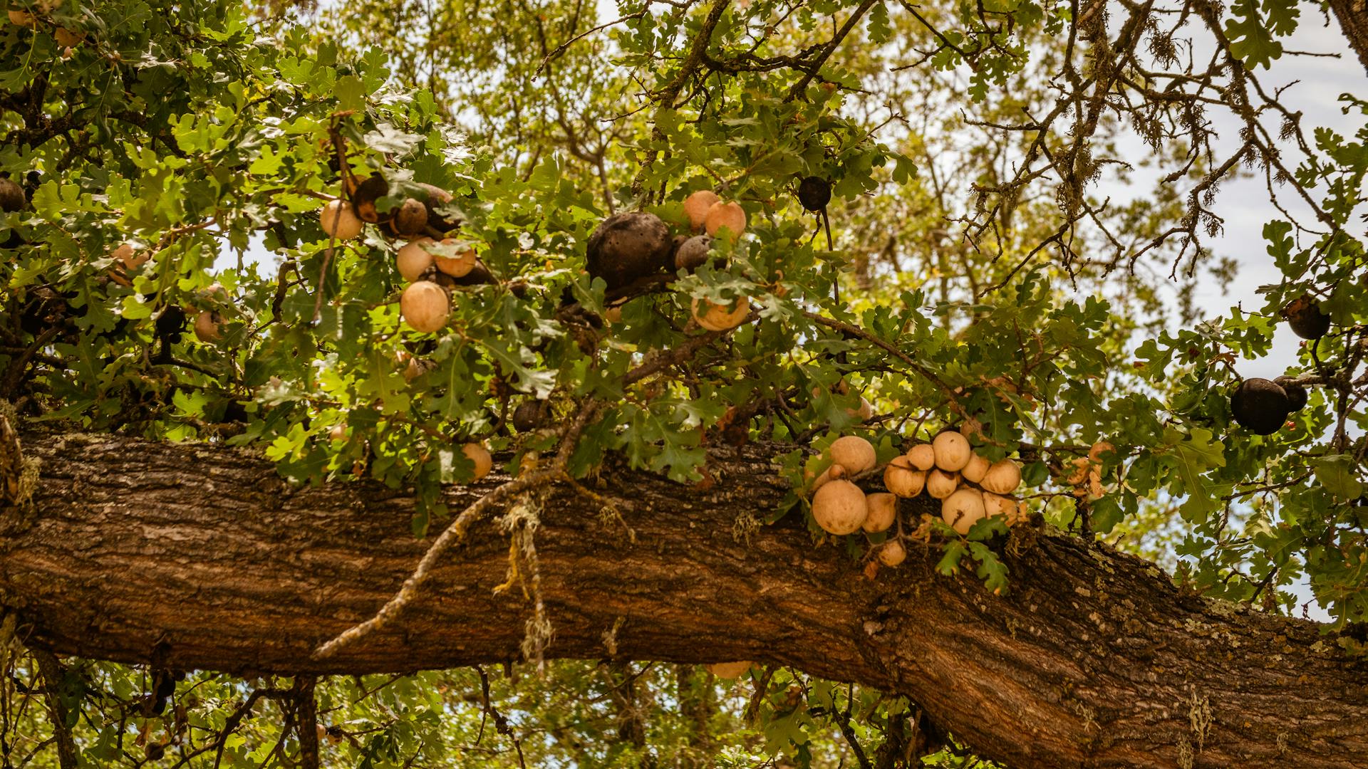 Vibrant oak tree branch showcasing lush green leaves and clusters of round fruits under daylight.