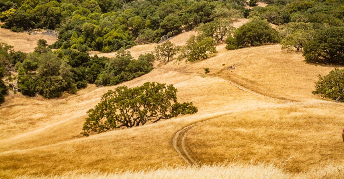 A scenic view of golden grassy hills with green trees under a clear sky, perfect for nature lovers.