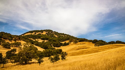 Brown Grass and Trees on Hillside
