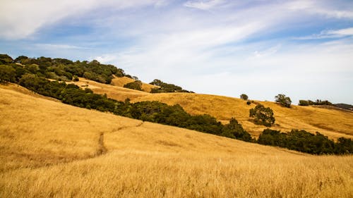 Brown Grass on Hillside