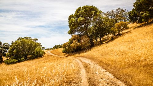 Free Explore a serene pathway winding through a golden hillside under a clear summer sky. Stock Photo