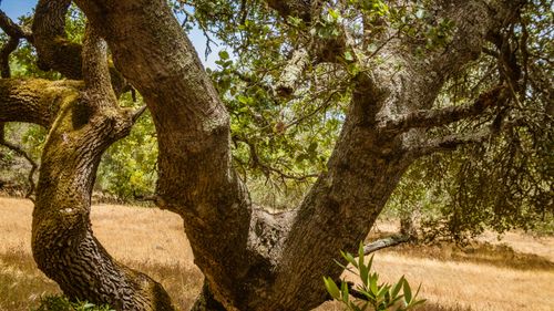 Free A serene oak tree with twisted branches in a sunny meadow under a clear sky. Stock Photo