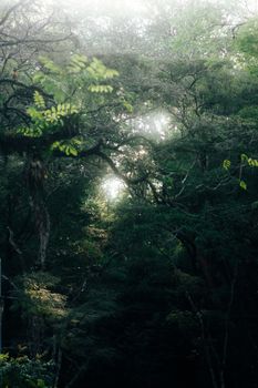 Fantasy Deciduous Forest