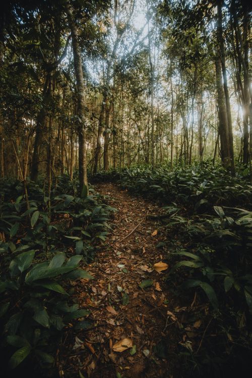 Free A tranquil forest pathway surrounded by dense vegetation, perfect for a nature walk. Stock Photo