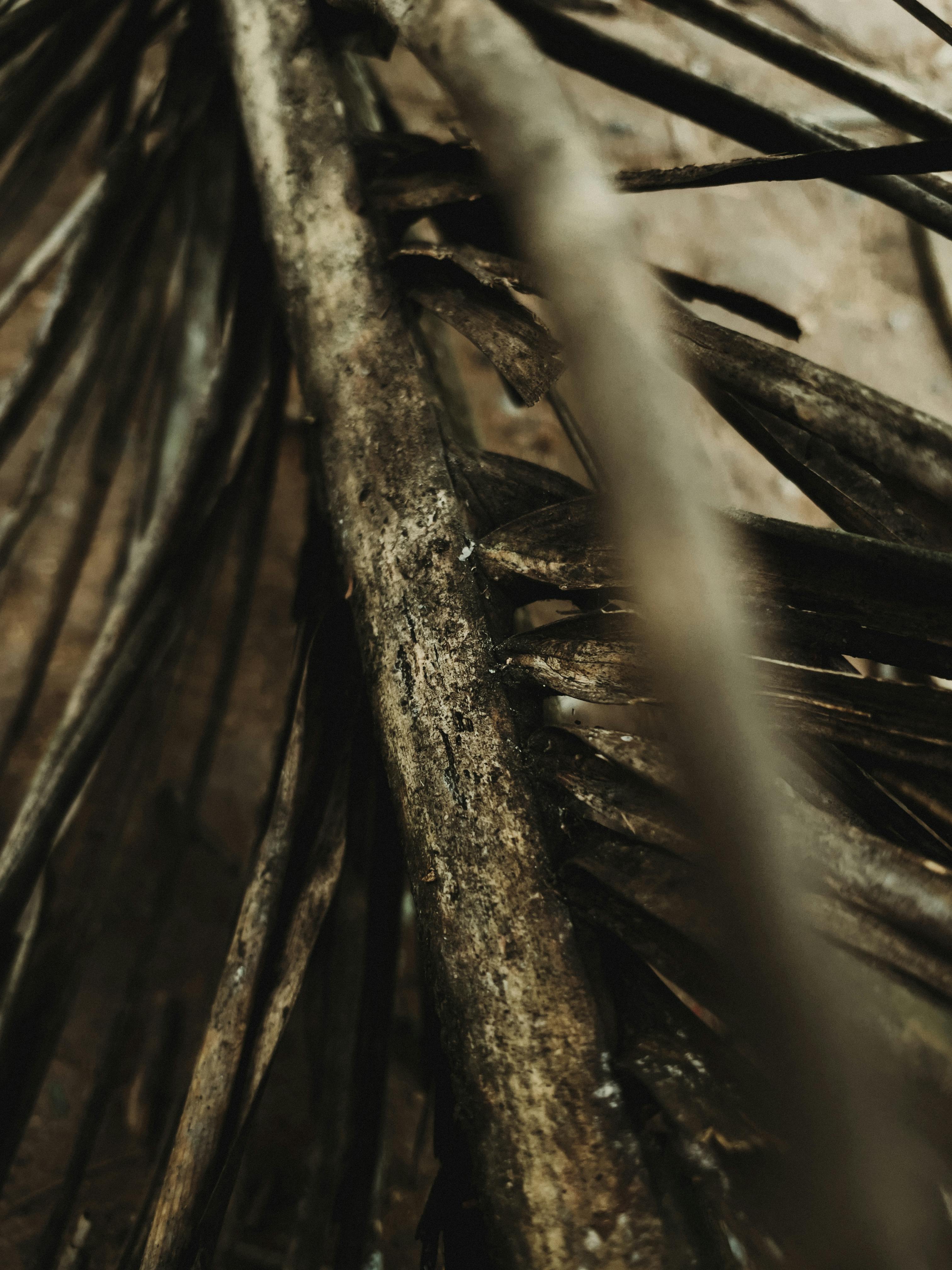 Free Grayscale Photo of Tree Branch Stock Photo