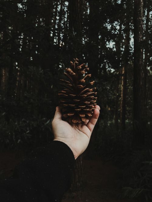 Free A pine cone held by a hand in a dark, mysterious forest setting, offering nature's raw beauty. Stock Photo