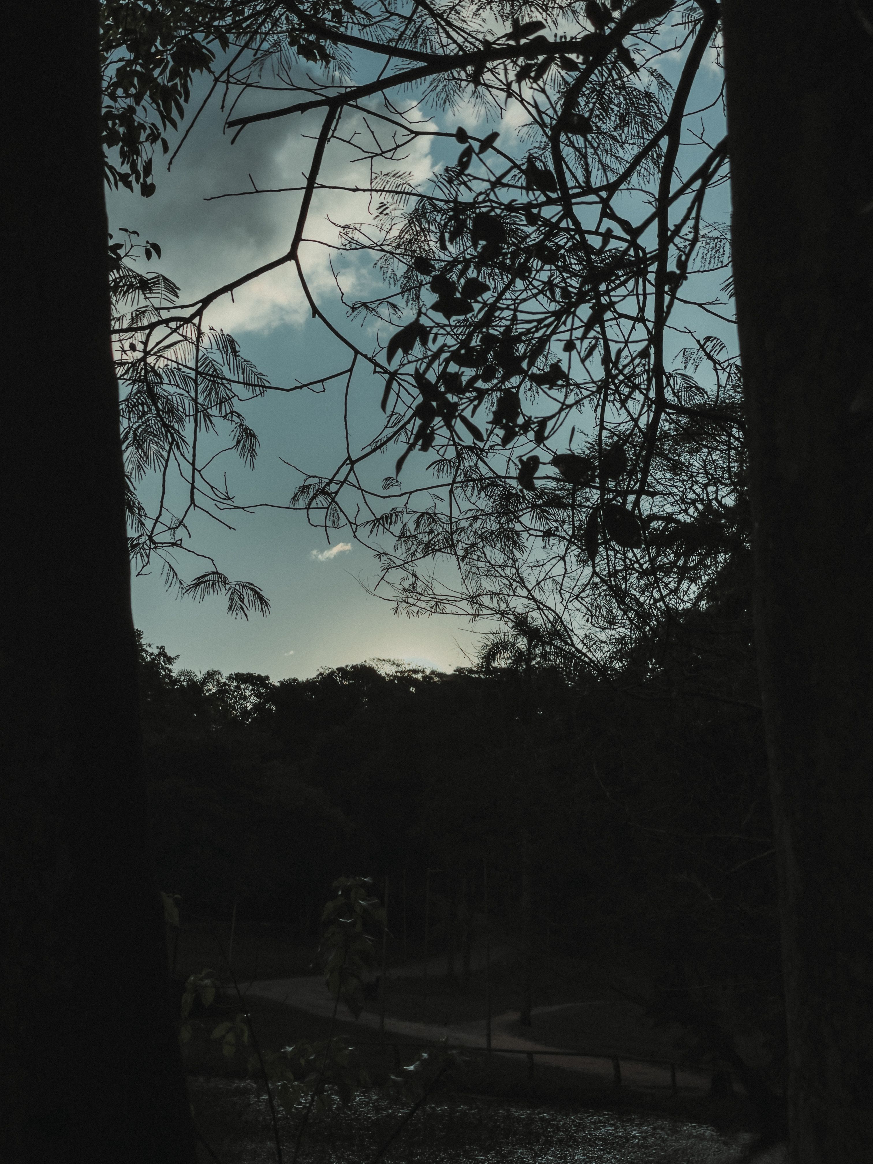 Silhouette of Trees Under the Blue Sky · Free Stock Photo