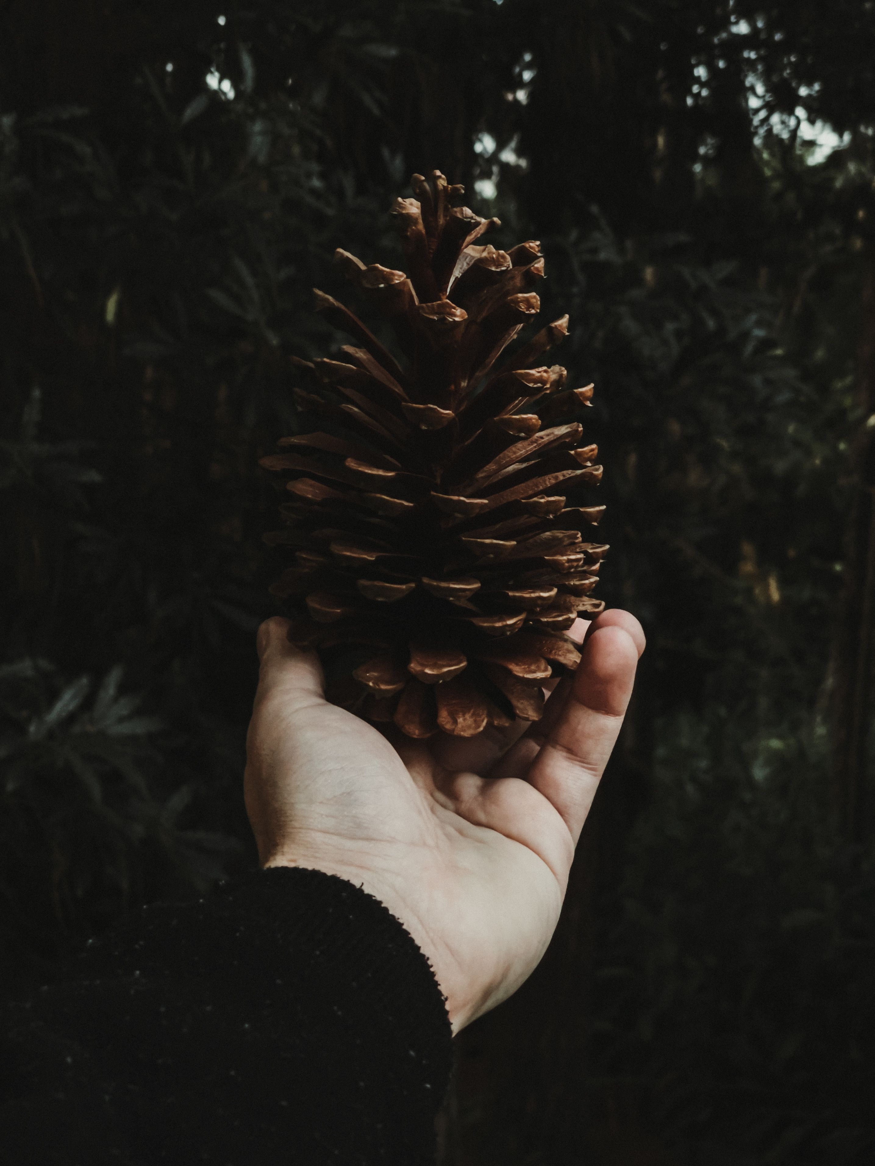 Detailed view of a hand holding a pine cone against a natural dark background.
