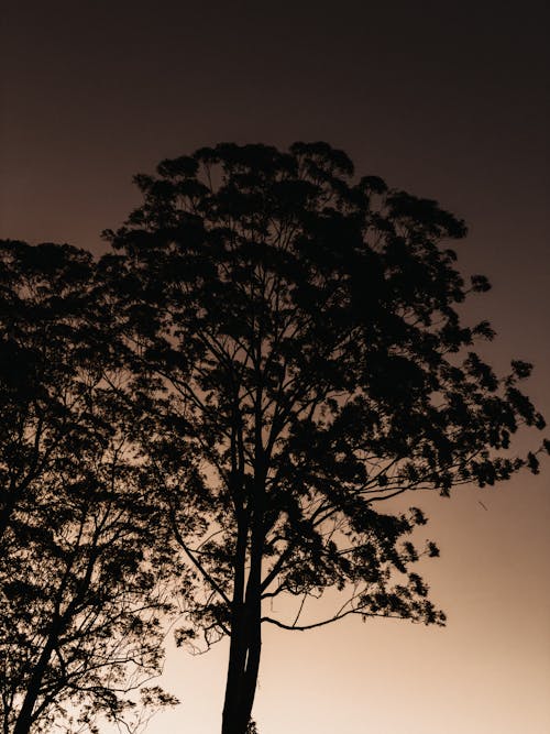 Free ローアングルショット, 垂直ショット, 夕暮れの無料の写真素材 Stock Photo