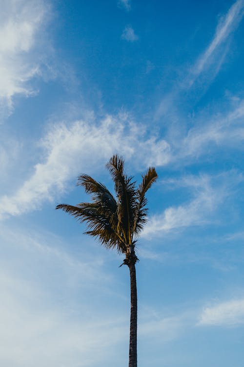 Palm Tree Under Blue Sky