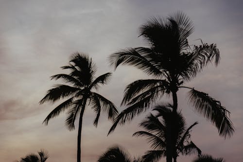 Kostnadsfri bild av himmel, kokospalmer, Palmer