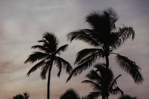 Free Beautiful silhouette of palm trees against a moody evening sky, creating a serene tropical scene. Stock Photo