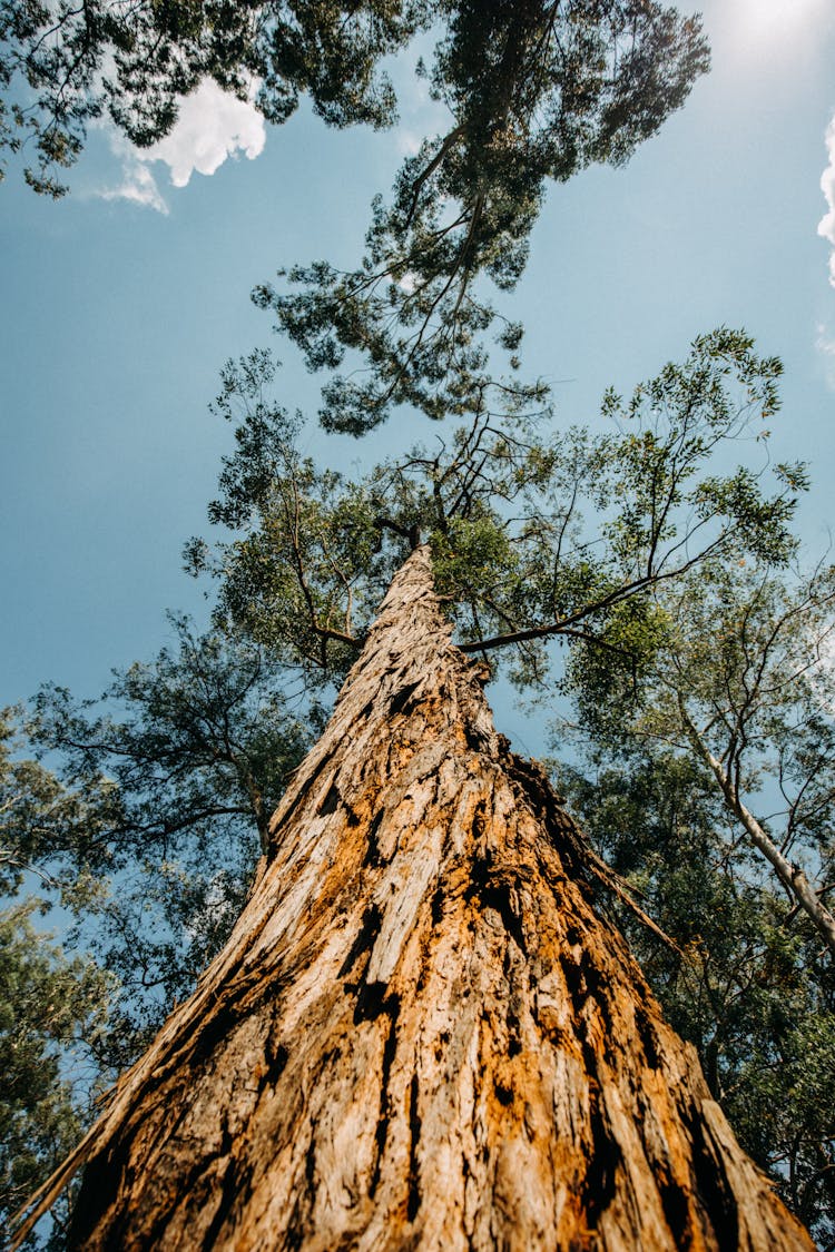 Clear Sky Over Tall Tree