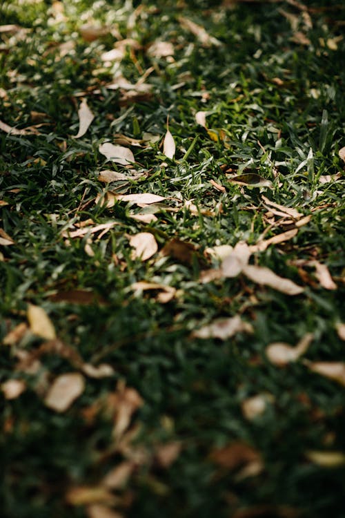 Free Leaves on Ground Stock Photo