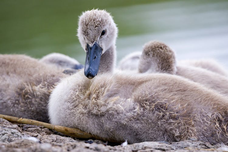 Close-Up Shot Of A Cygnet 