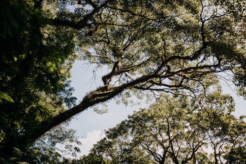 Kostenlos Kostenloses Stock Foto zu aufnahme von unten, bäume, baumkronen Stock-Foto