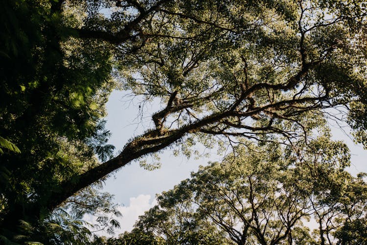 Tree Crowns In Forest