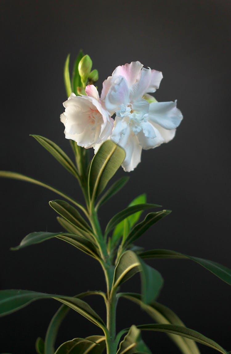 Close-Up Shot Of An Oleander Plant 