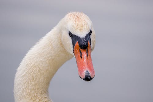 Close-Up Shot of a White Swan 
