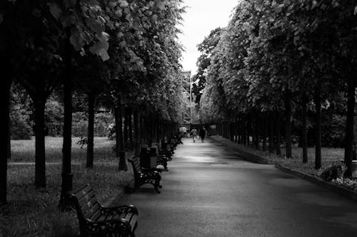 Photos gratuites de arbres, bancs, échelle des gris