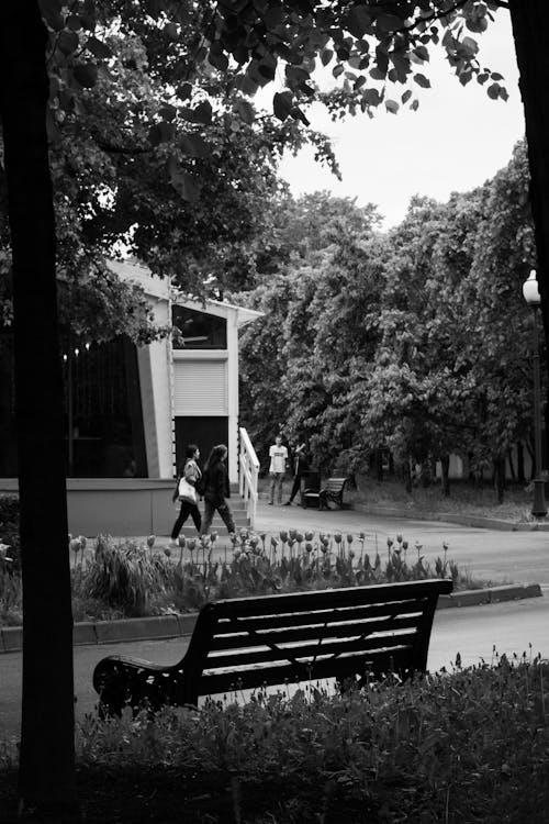 Photos gratuites de arbres, banc, échelle des gris