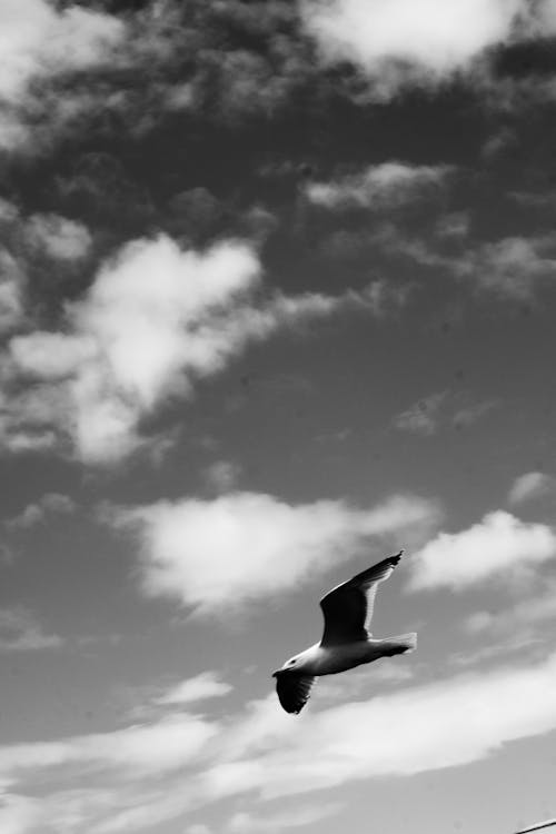 Grayscale Photo of a Seagull Flying 