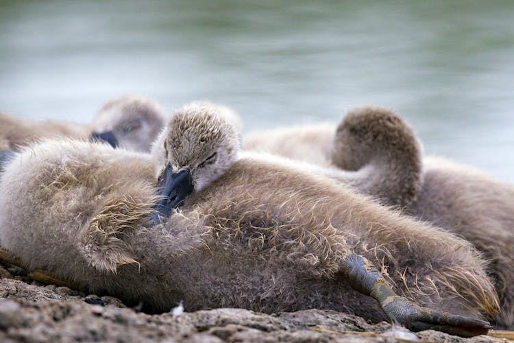 Close-Up Shot Of Birds