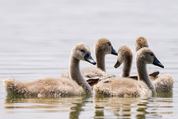 Birds On The Water 