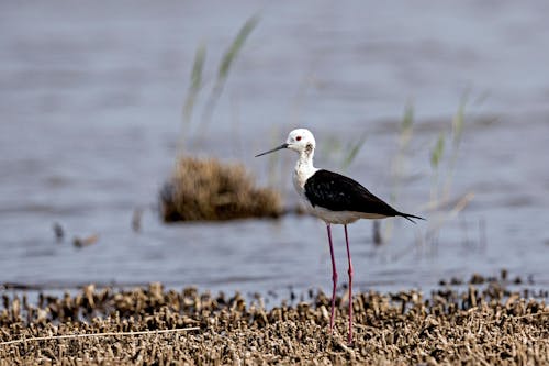 Black and White Stork Perched on Brown Dried Grass