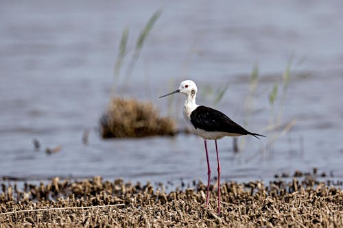 Imagine de stoc gratuită din aviar, birdwatching, cioc