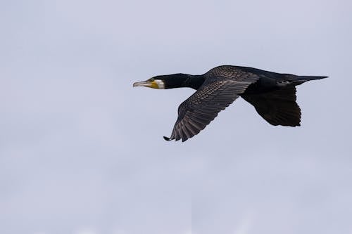 偉大的鸕鶿, 海鳥, 鳥類 的 免費圖庫相片