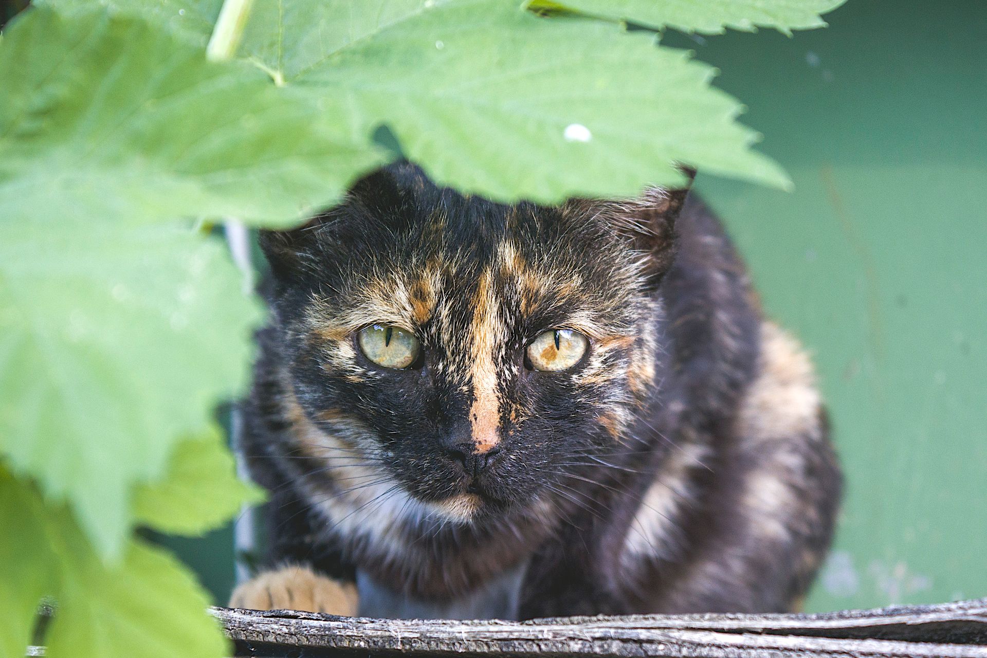 Charming tortoiseshell cat peeking through lush leaves against a green background.