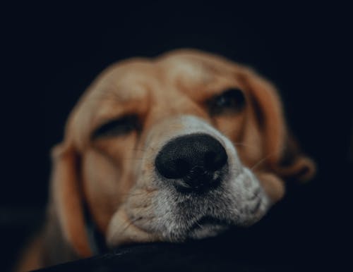 Fotobanka s bezplatnými fotkami na tému beagle, cicavec, domáce zviera