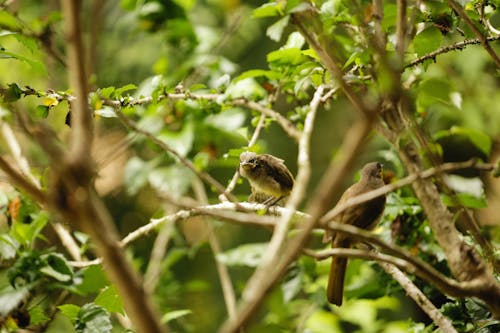 Brown Bird on Brown Tree Branch