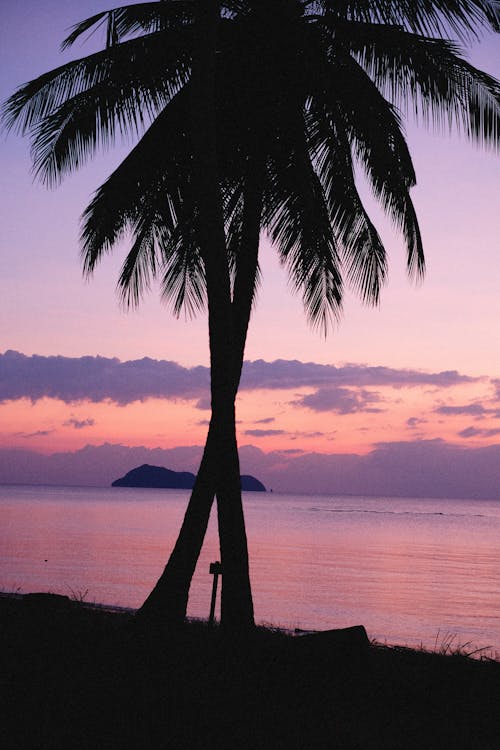 Palm Tree Silhouette during Dusk