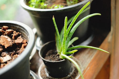 Green Plant in a Black Pot