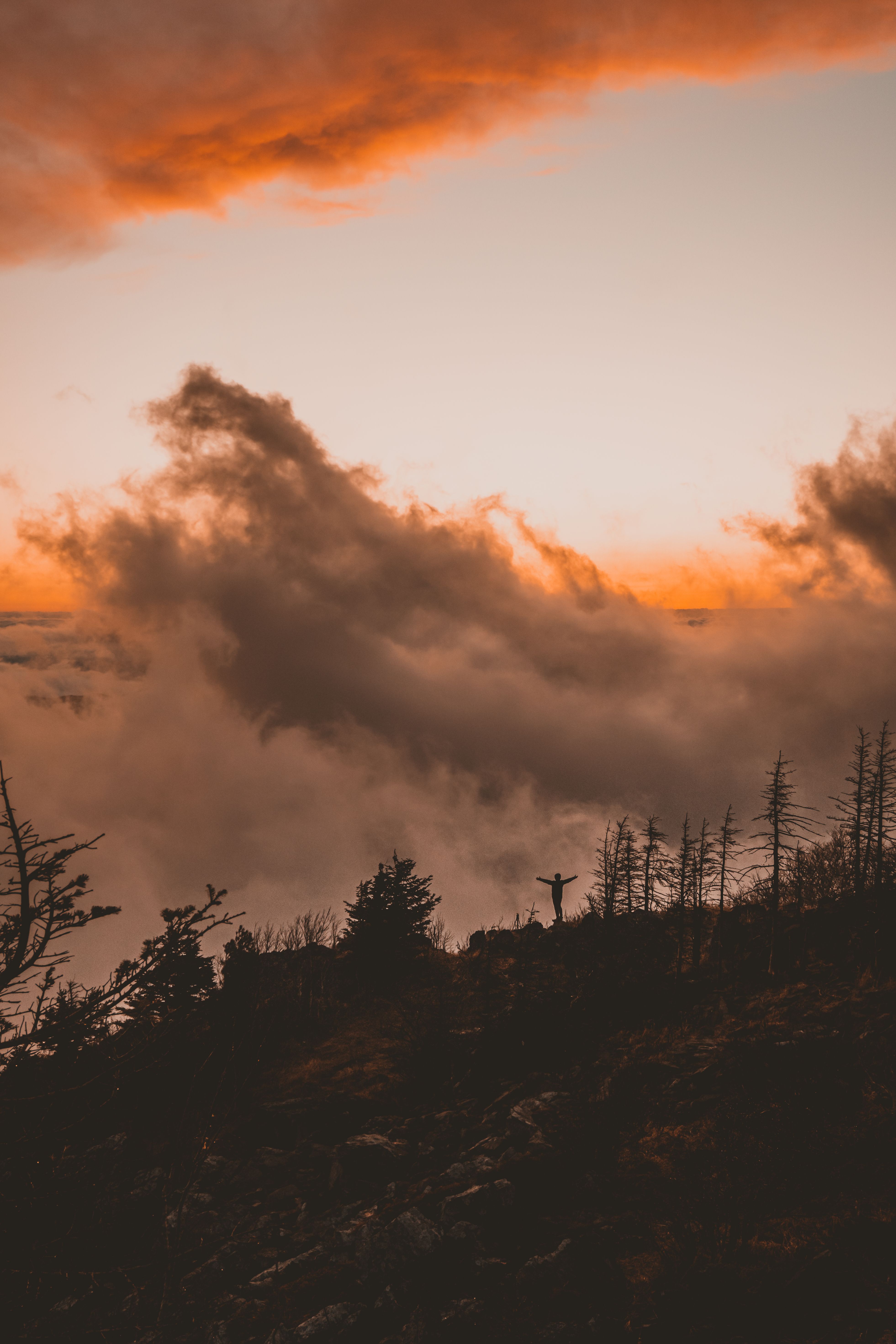 Silhouette of Trees Under Cloudy Sky during Sunset · Free Stock Photo