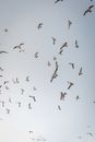 Free stock photo of birds